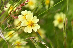 Wildblumen