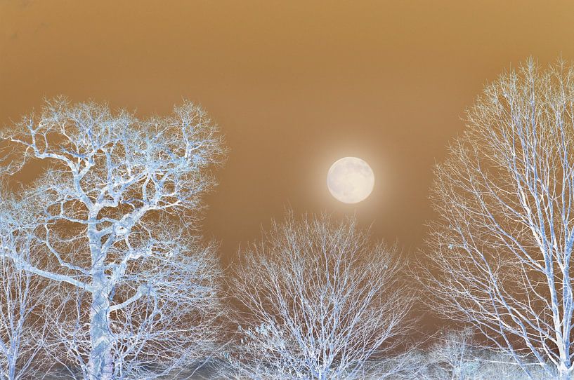 Night tree and moon by Corinne Welp