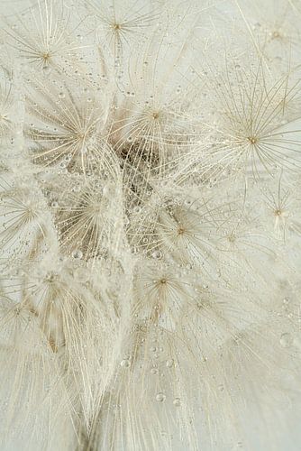 Tedere Waterdruppels. 2