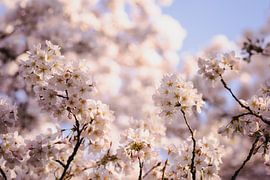 Blossom trees in Amstelveen by Joyce van Galen