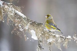 Grünling, Chloris chloris