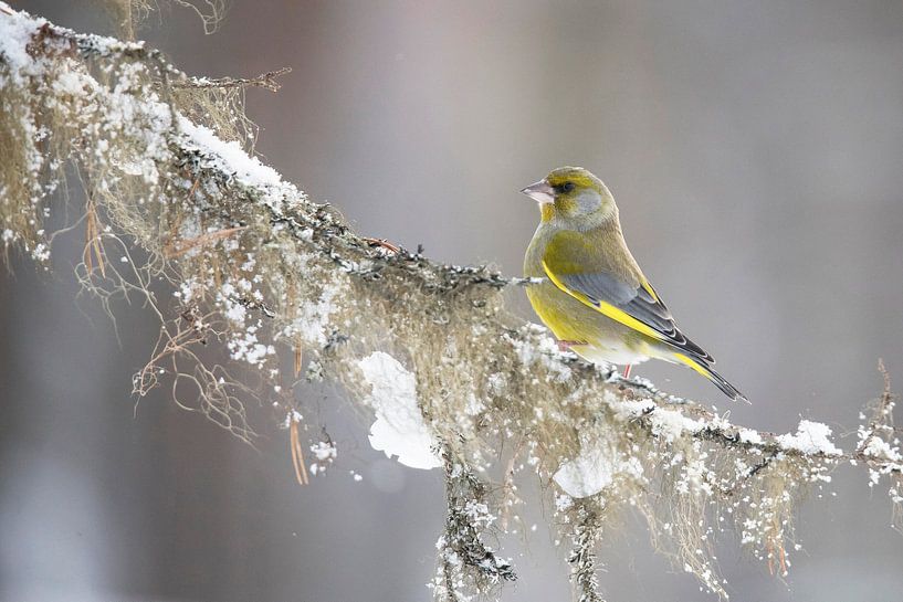 Greenfinch, Chloris chloris by Gert Hilbink