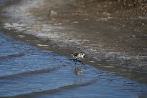 Een drieteenstrandloper (Calidris alba) aan het waterkant bij Bullenbaai Curaçao.