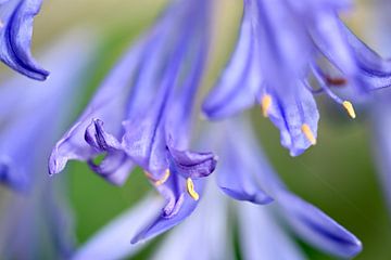 Agapanthus with shallow depth of field by Peter Apers