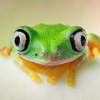 Agalychnis lemur
