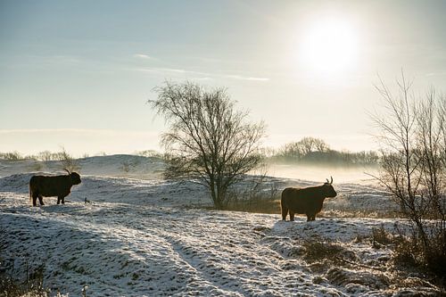 Schottischer Highlander in den Zeepe-Dünen in Zeeland mit Schnee