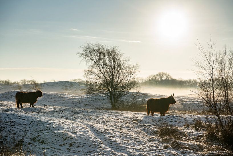 Scottish Highlander in the Zeepe dunes in Zeeland with snow by Paula Romein