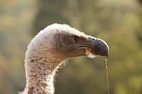 Vautour fauve affamé