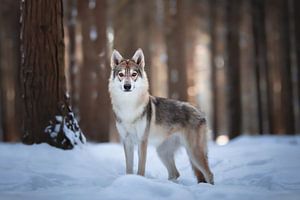 Wolf hond portret in de sneeuw van Lotte van Alderen