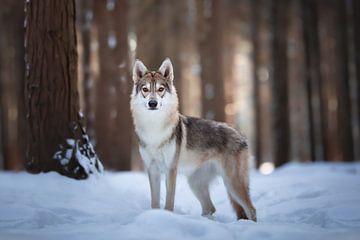 Wolf Hund Porträt in den Schnee von Lotte van Alderen