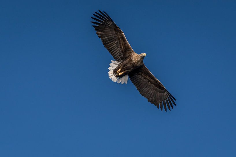 Zeearend, roofvolgel, in boven mij in de blauwe lucht van Erwin Floor