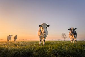 Kühe bei Sonnenaufgang | Niederländische Landschaft | Symmetrie von Marijn Alons