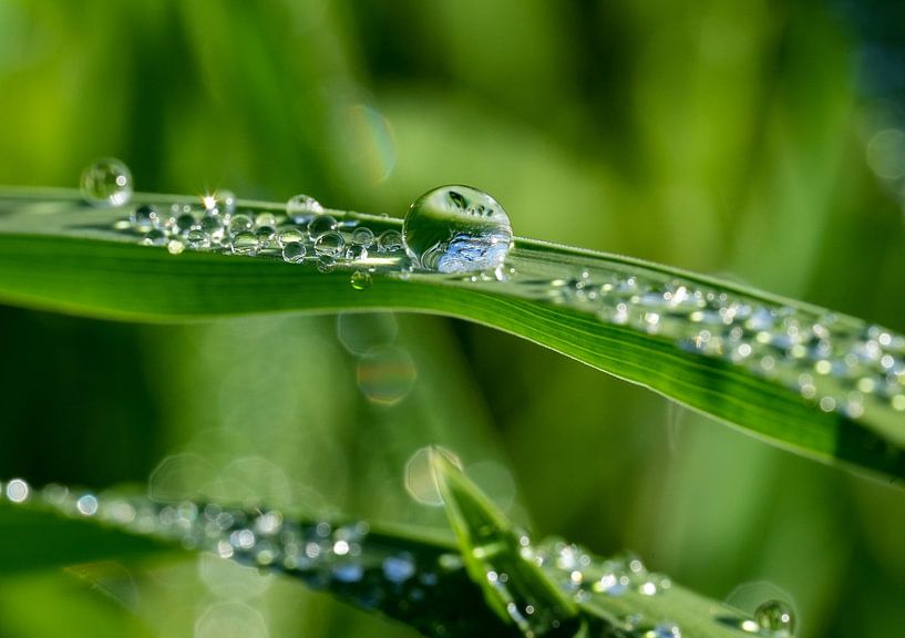 Dew in the morning on the meadow by Michael Hagenunger