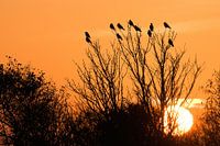 Jackdaws at sunset