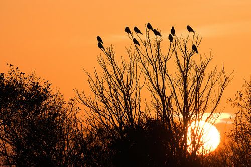 Kauwen bij zonsondergang