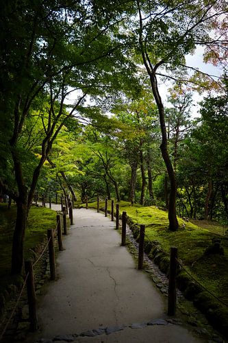 Japanese forest