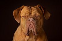 Honden