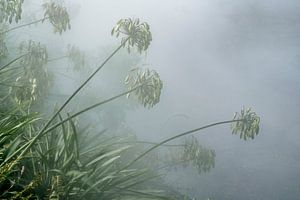 Mystische Saatgutkugeln. Asien im Nebel.