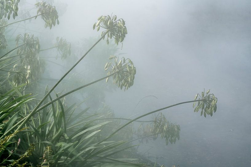 Mystische Saatgutkugeln. Asien im Nebel. von Alie Ekkelenkamp