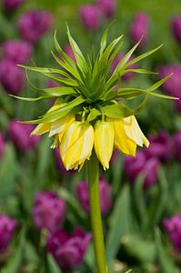 Horloges tulipes