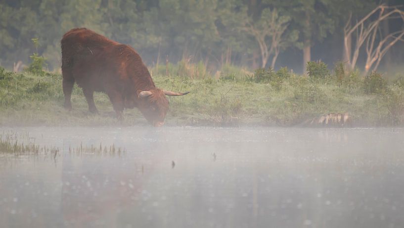 Un Highlander écossais s'abreuve dans un lac brumeux par Bas Ronteltap