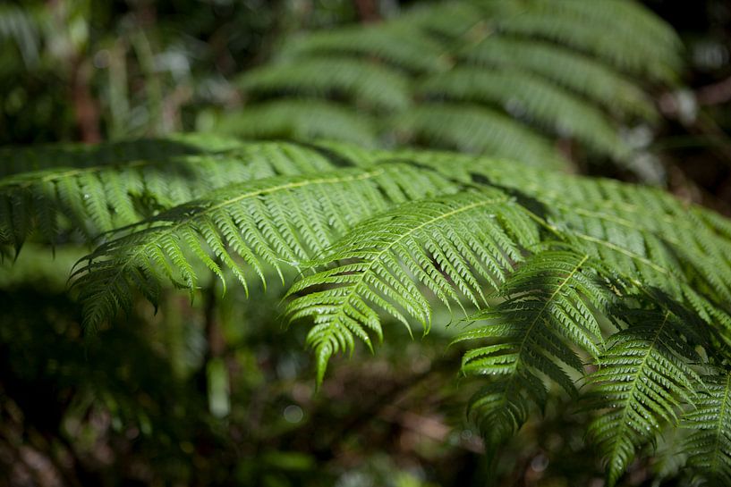 Farn im Kuranda-Regenwald, Australien. von Kees van Dun