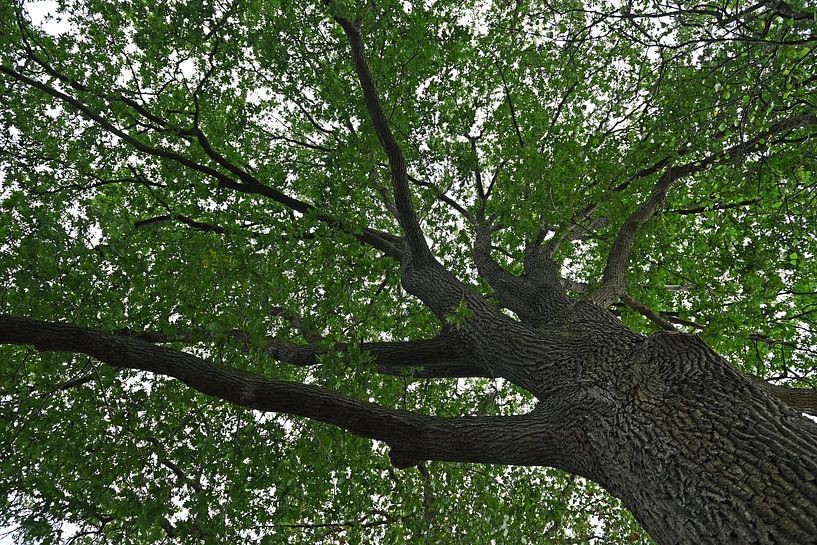 Gigantischer Baum von Frank Mossink
