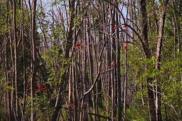 Red Ibis in the trees by Jânio Tjoe-Awie