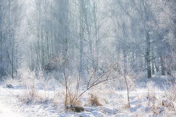 Winter landscape with snow and frost covered birch trees by Martin Köbsch