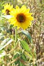 Zonnebloem met bijen van Anja Bagunk thumbnail