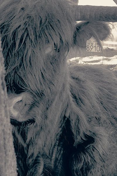 An encounter with a Highlander by Truckpowerr