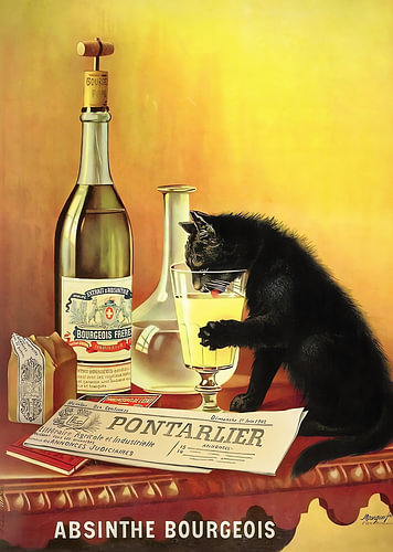 Le chat noir curieux