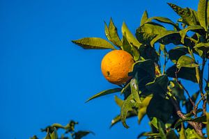 Foto von Orange mit blauem Himmel im Hintergrund