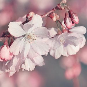 Kirschblüten