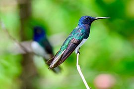 Kolibrie in natuurlijke habitat in Trinidad en Tobago van Vandervelden fotografie