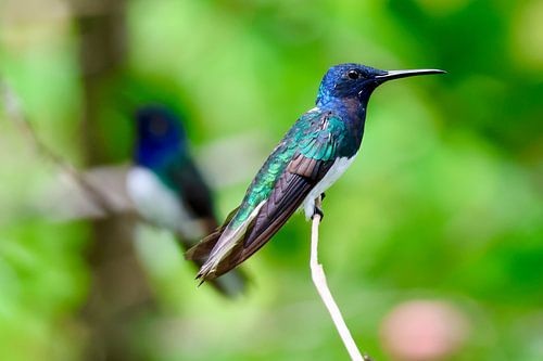 Kolibrie in natuurlijke habitat in Trinidad en Tobago