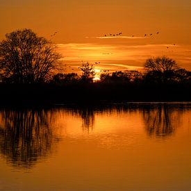 Sunset reed bunting Wildervank by R Smallenbroek