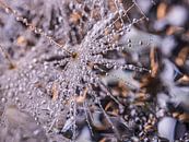 Abstract: Brown, gray and white (fluff with droplets) by Marjolijn van den Berg thumbnail
