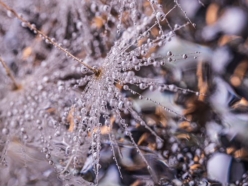Abstract: Brown, gray and white (fluff with droplets) by Marjolijn van den Berg