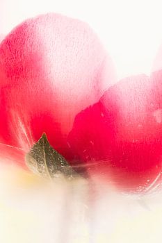 Pivoine dans la glace 2