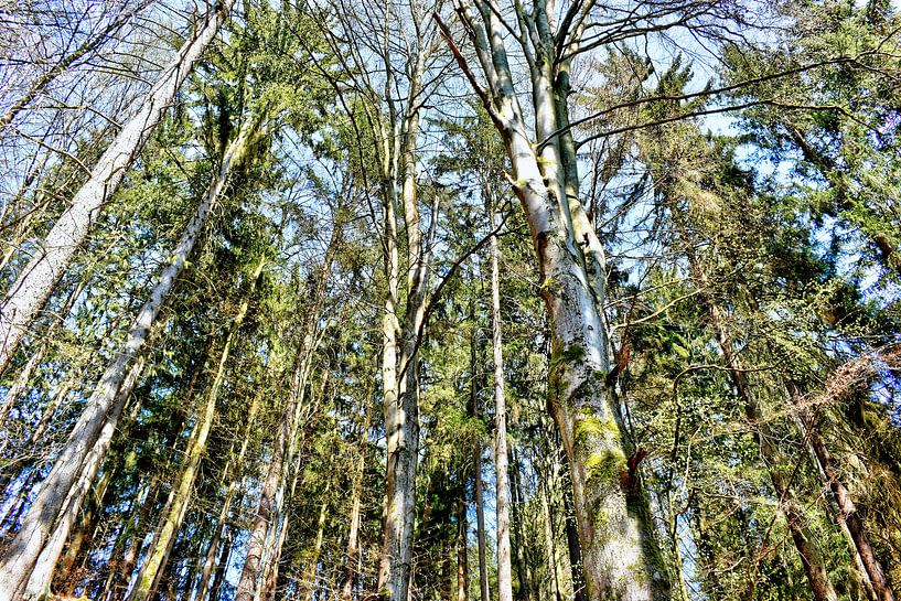 Trees in Höllbachtal by Roith Fotografie