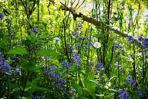 Bouquet' de jacinthes sauvages et de bulbes duveteux