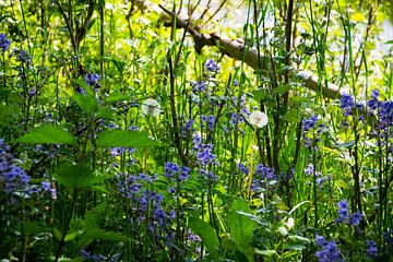 Bouquet' de jacinthes sauvages et de bulbes duveteux sur FotoGraaG Hanneke