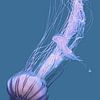 JELLYFISH sur Malou van Gorp