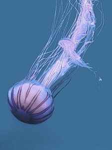 JELLYFISH
