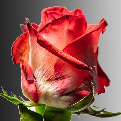 A rose for you, just for you