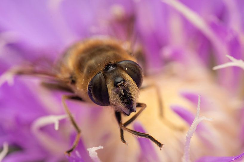 zweefvlieg in een bloem van Egon Zitter