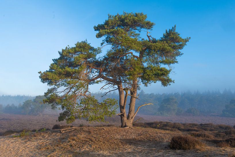 spring heath by snippefotografie
