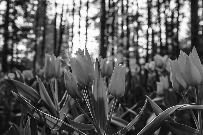 Tulipes par Walljar