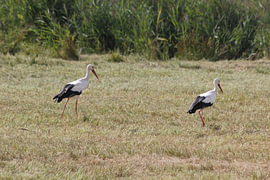 cigogne sur Marcus de Man